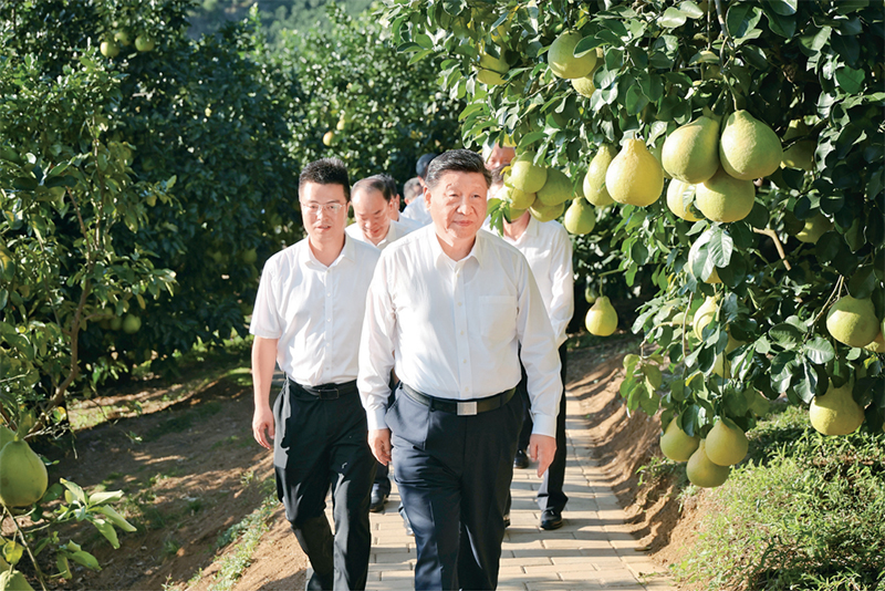 　　2025年11月7日至8日，中共中央總書記、國(guó)家主席、中央軍委主席習(xí)近平在廣東考察。這是7日下午，習(xí)近平在梅州市梅縣區(qū)雁洋鎮(zhèn)南福金柚種植基地考察。